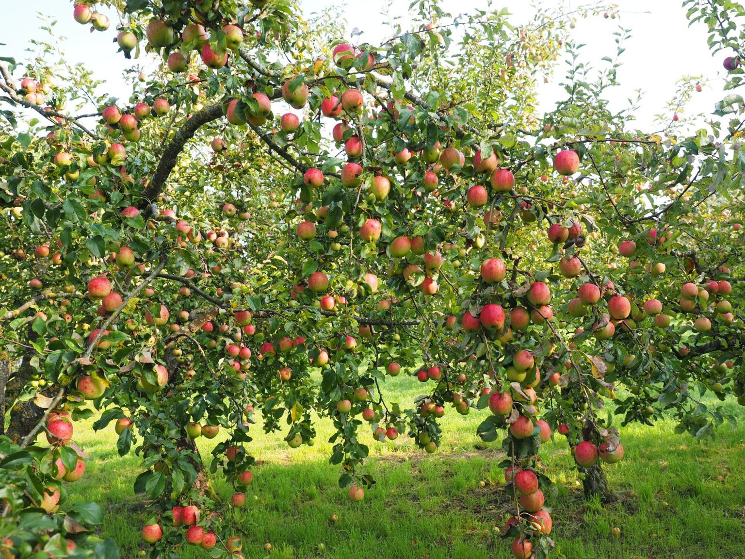 Der alte Apfelbaum Sanktandres